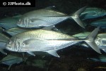 caranx sexfasciatus caranx sexfasciatus