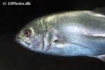 caranx sexfasciatus caranx sexfasciatus