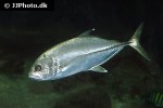 caranx sexfasciatus caranx sexfasciatus