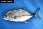 caranx sexfasciatus caranx sexfasciatus