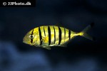 gnathanodon speciosus gnathanodon speciosus