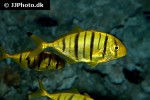 gnathanodon speciosus gnathanodon speciosus