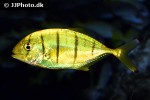 gnathanodon speciosus gnathanodon speciosus