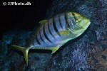 gnathanodon speciosus gnathanodon speciosus