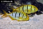 gnathanodon speciosus gnathanodon speciosus