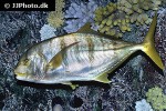 gnathanodon speciosus gnathanodon speciosus