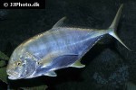 gnathanodon speciosus gnathanodon speciosus