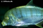 gnathanodon speciosus gnathanodon speciosus