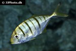 gnathanodon speciosus gnathanodon speciosus