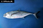 megalaspis cordyla megalaspis cordyla