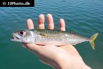 scomber colias scomber colias