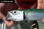 scomber colias scomber colias