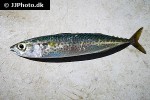 scomber colias scomber colias