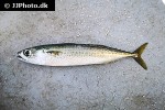 scomber colias scomber colias