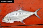 scomberoides commersonnianus scomberoides commersonnianus