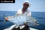 scomberoides commersonnianus scomberoides commersonnianus