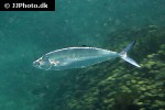 scomberoides lysan scomberoides lysan
