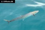 scomberomorus commerson scomberomorus commerson