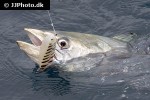 scomberomorus commerson scomberomorus commerson