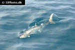 scomberomorus commerson scomberomorus commerson