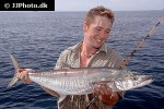 scomberomorus commerson scomberomorus commerson