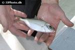 selar crumenophthalmus selar crumenophthalmus