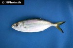 selar crumenophthalmus selar crumenophthalmus