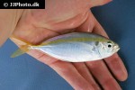selaroides leptolepis selaroides leptolepis