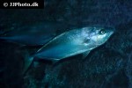 seriola lanandi seriola lanandi