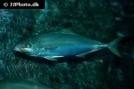 seriola lanandi seriola lanandi