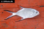 trachinotus baillonii trachinotus baillonii