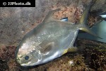 trachinotus blochii trachinotus blochii
