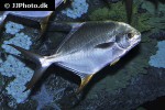 trachinotus blochii trachinotus blochii