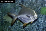 trachinotus blochii trachinotus blochii