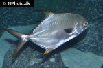 trachinotus blochii trachinotus blochii