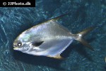 trachinotus blochii trachinotus blochii