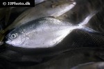 trachinotus maxillosus trachinotus maxillosus