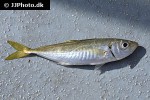trachurus mediterraneus trachurus mediterraneus