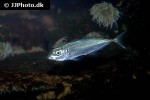trachurus trachurus trachurus trachurus