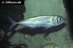trachurus trachurus trachurus trachurus