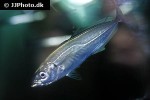 trachurus trachurus trachurus trachurus