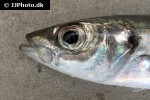 trachurus trachurus trachurus trachurus