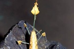 gongylus gongylodes deadleaf mantis gongylus gongylodes deadleaf mantis