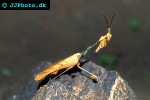 gongylus gongylodes deadleaf mantis gongylus gongylodes deadleaf mantis