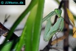hierodula membranacea giant indian mantis hierodula membranacea giant indian mantis