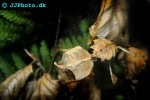 idolomantis diabolicum giant devil flower mantis idolomantis diabolicum giant devil flower mantis