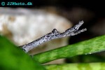 popa spurca african twig mantis popa spurca african twig mantis