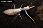 sphodromantis gastrica common green african mantis sphodromantis gastrica common green african mantis