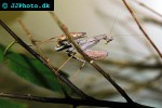 sphodromantis spp praying mantis sphodromantis spp praying mantis
