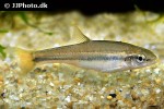 chrosomus erythrogaster chrosomus erythrogaster